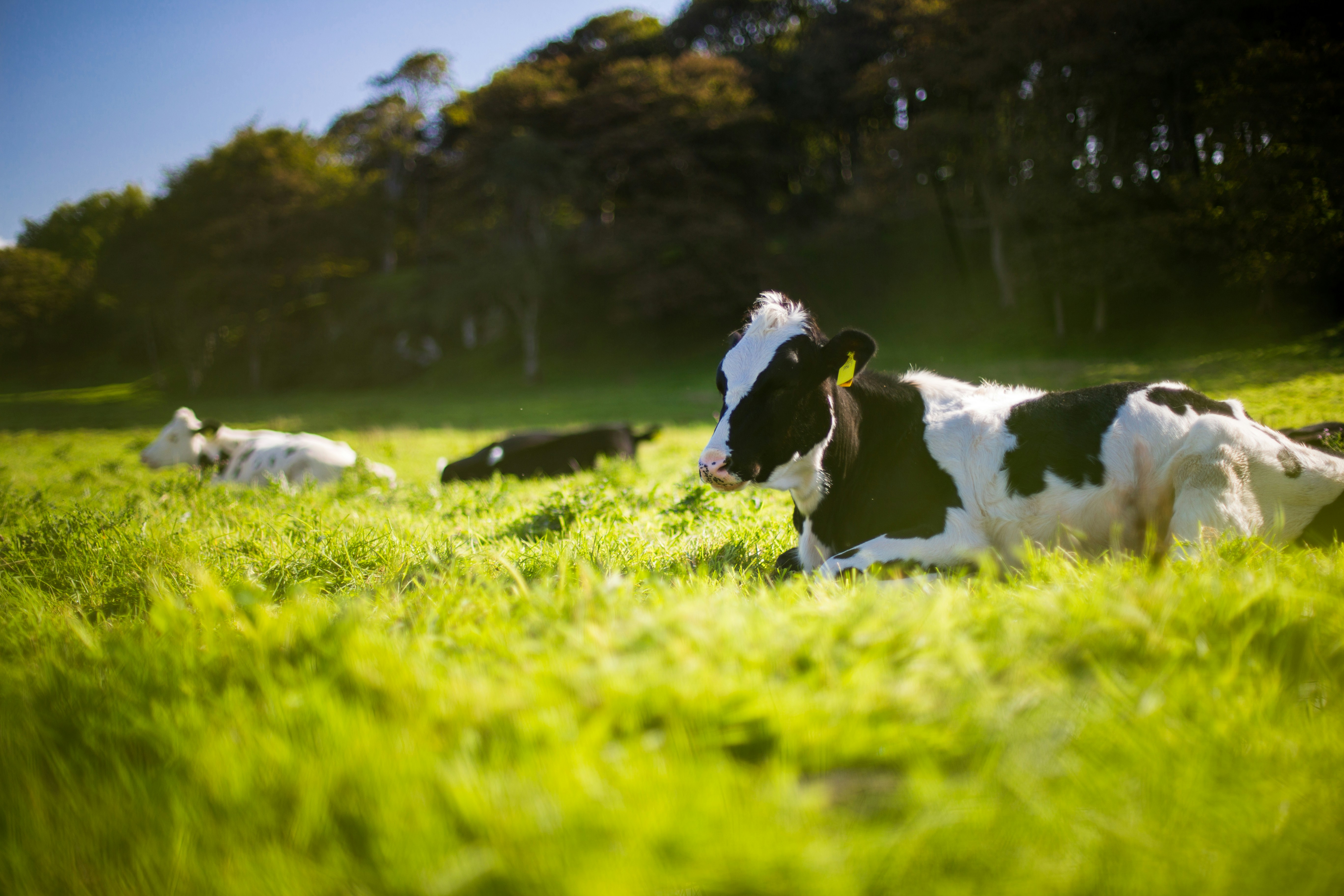 Milk Cows Illustration