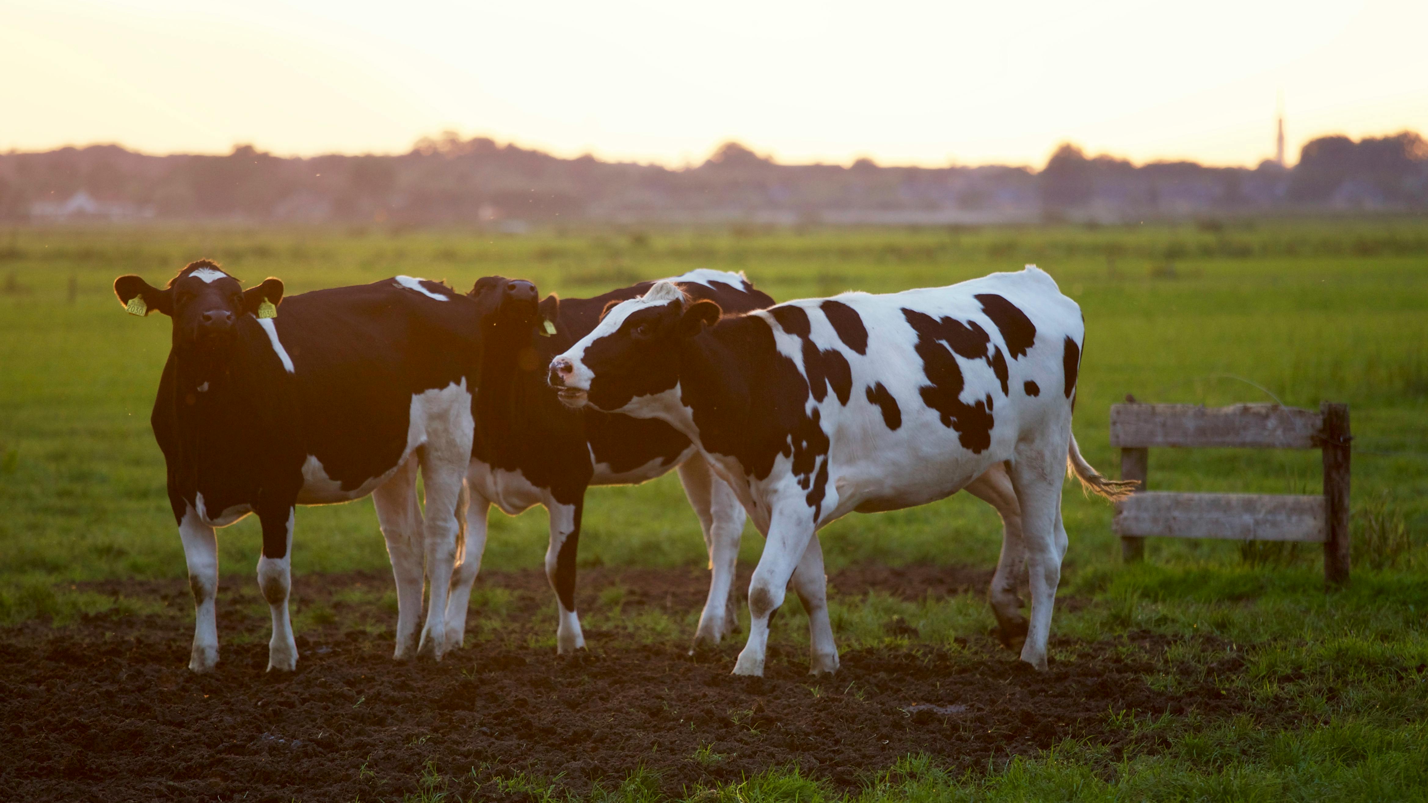 Dairy cows in pasture